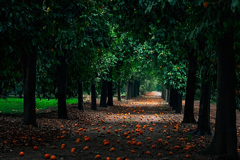 Alley, Tangerines, Night, Garden, Trees HD wallpaper