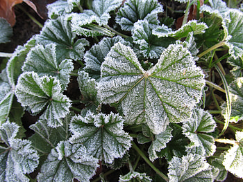 Frost Dusting, Frost, Winter, Leaves, Foliage HD wallpaper