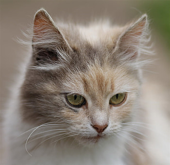 portrait, cute, cat, pet, nice HD wallpaper