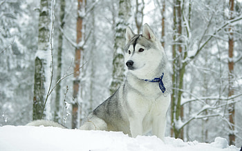 Animals, Snow, Dog, Hunting, Hunt, Husky, Haska, Collar HD wallpaper