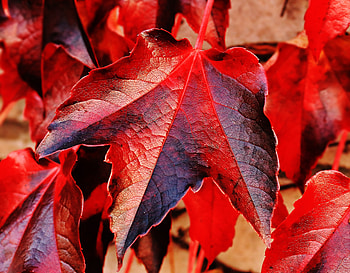 Nature, Leaves, Ivy HD wallpaper
