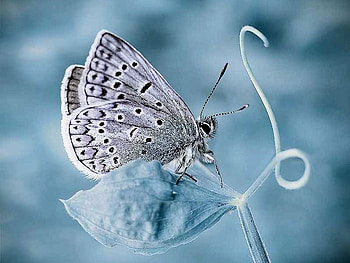 Beautiful Butterfly, cool, beautiful, butterfly HD wallpaper