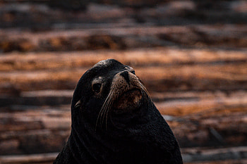 Seals and sea lions, Gulf islands experience, Vancouver Island wonder, Breathtaking marine life HD wallpaper