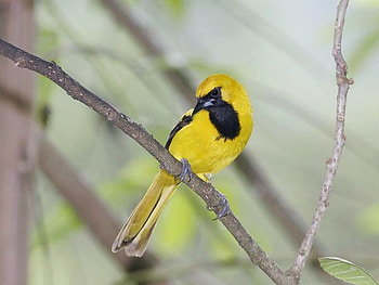Yellow Bird, beautiful, bird, , yellow HD wallpaper