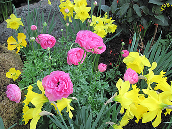 Flowers Symbolizing Strength 45, Yellow, pink, graphy, green, Flowers, garden, Daffodils HD wallpaper