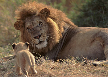 Who are you ?, cute, lion, wild life, cub HD wallpaper