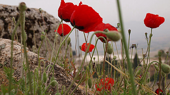 Flowers, Stones, Poppies, Close-Up, Greens HD wallpaper