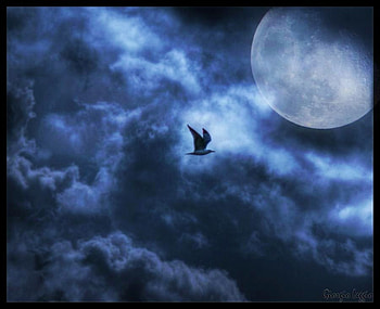 Blue flight, night, bird, moon, clouds, flight, sky HD wallpaper