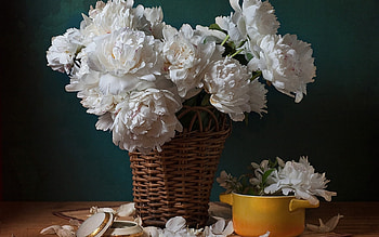 Plants, Flowers HD wallpaper