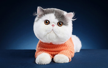 Bi-colored, Exotic Shorthair Cat HD wallpaper