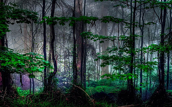 Landscape, Trees HD wallpaper