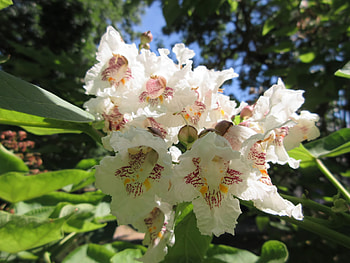 Flower , Catalpa tree, Nature's beauty, Floral background HD wallpaper