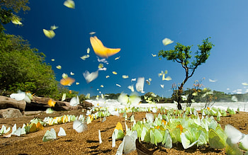 Butterflies, Insects HD wallpaper