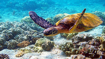 Turtle, Full , Stunning visuals HD wallpaper