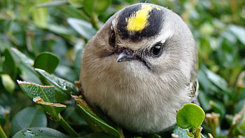 Animals, Grass, Bird, Head, Unusual HD wallpaper