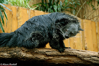 Binturong species, Remarkable arctictis binturong, Endangered status, Mysterious mammal HD wallpaper