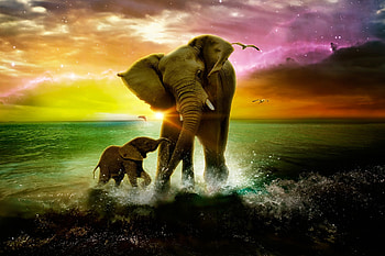 :), sea, summer, animal, cub, elephant, baby, cute, water, vara HD wallpaper