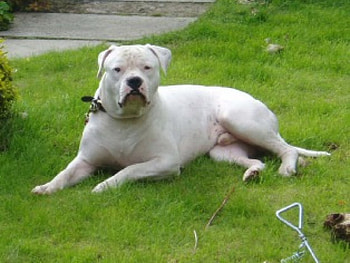 The great american bulldog, great, american bulldog HD wallpaper