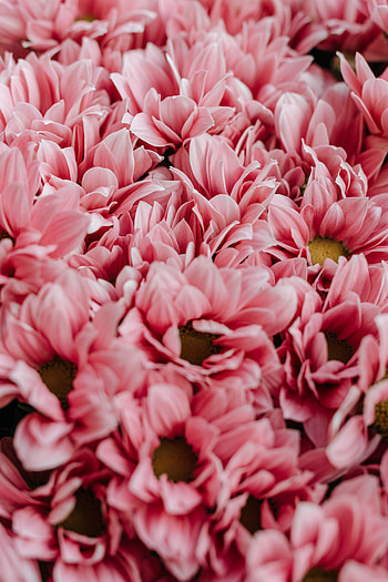 Flowers, pink, bloom HD phone wallpaper