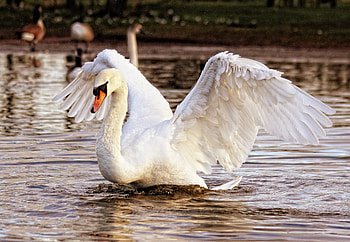Animals, Water, Bird, Swan, Wave, Sweep HD wallpaper