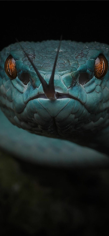Android snakes, Digital snake art, Technological serpents, Futuristic visuals HD phone wallpaper
