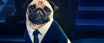 Men in Black International, Frank the Pug, , Alien companion HD wallpaper