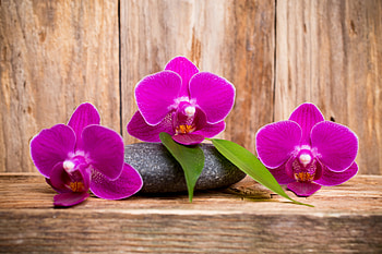 Orchids, Flowers, Wood, Purple, Stone HD wallpaper