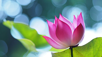 Pink lotus , Vibrant and vivid, Floral beauty, Mesmerizing colors HD wallpaper