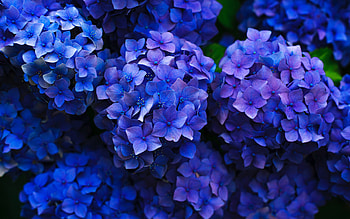 Blue hydrangea, Beautiful flowers, Close up graphy, Floral enchantment HD wallpaper
