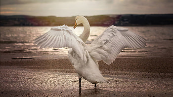 Swan opening wings, 1440p resolution , , Opening wings HD wallpaper