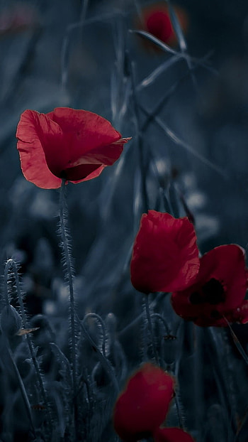 Black Flowers, Black Theme, Background HD phone wallpaper