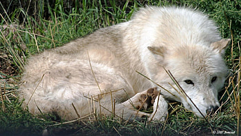 lying wolf, majestic, abstract, canine, grey wolf, friendship, maned wolf nature HD wallpaper