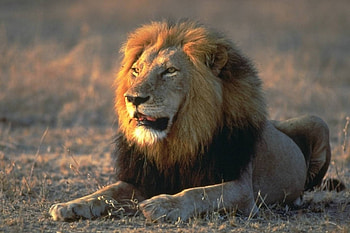 Animals, Lions HD wallpaper