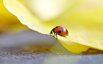 Grass, Macro, Shine, Light, Insect, Ladybird, Crawl, Ladybug HD wallpaper