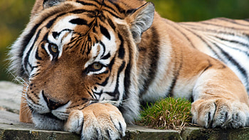 Close-up, Tigers HD wallpaper