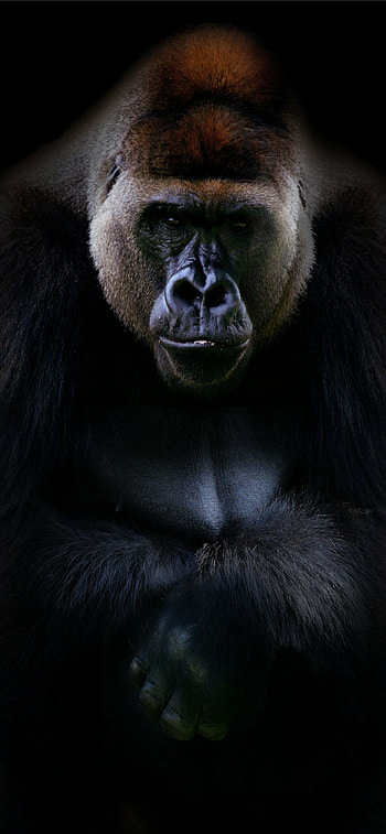 Silverback gorilla, Majestic and powerful, , Close-up portrait HD phone wallpaper