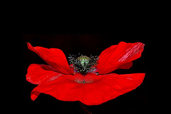 Poppy, , flower, red, beautiful HD wallpaper