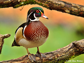 The Watcher, fowl, duck, bird, wood duck HD wallpaper