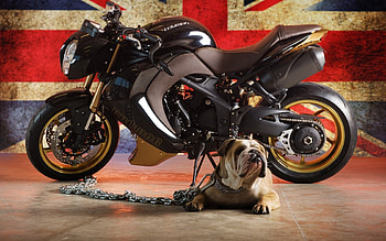 Animals, Dog, Flag, Bulldog, Triumph HD wallpaper