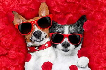 :-), dog, animal, white, jack russell terrier, dpg, valentine, sunglasses, petals, red, couple, funny, card, paw, chihuahua, caine HD wallpaper