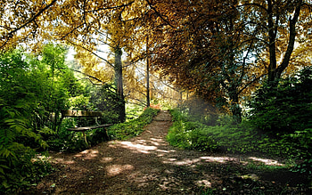 Landscape, Trees HD wallpaper