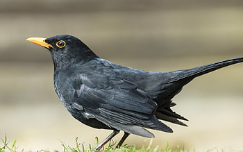 Common Blackbird, Bird species, Animal , Feathered creature HD wallpaper