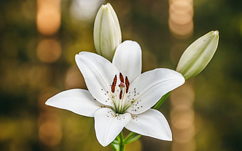 Lily, nature, graphy, flower HD wallpaper