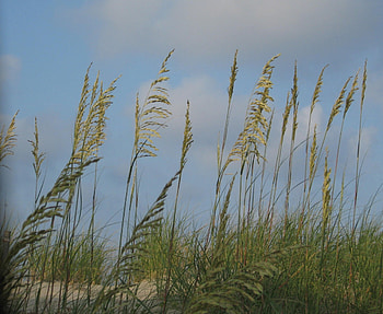 Beach Grass in Nags Head, NC, ble sky, beach grass, nature, ocean, beach HD wallpaper
