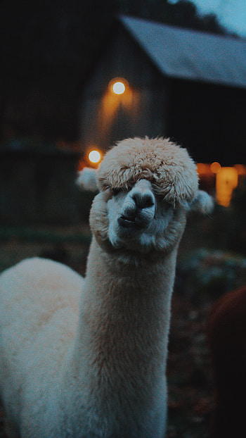 Funny, Animals, Emotions, Llama, Lama, Camel HD phone wallpaper