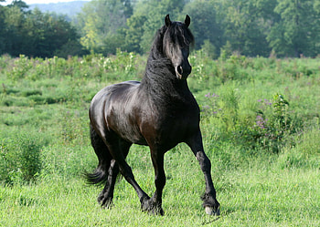 Summer In Your Heart, horses, friesian, keegan, larissa allen HD wallpaper