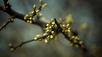 Leaves, Plant, Macro, Branch, Spring, Kidney, Kidneys HD wallpaper