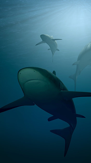 Sharks, Samsung Galaxy S6 S7, Google Pixel XL Nexus 6 6P LG G5 HD phone wallpaper
