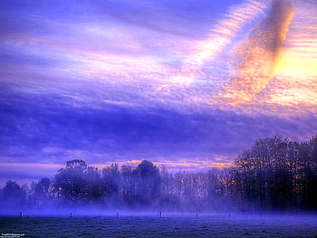 Moody morn, mist, blue, morning, trees, cloudy sky, sunrise HD wallpaper