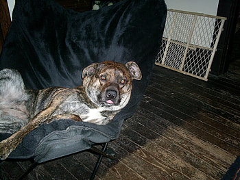 just woke up, dog, brindle, sleep, chillin HD wallpaper